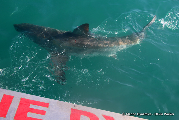 Great White shark, shark cage diving, South Africa